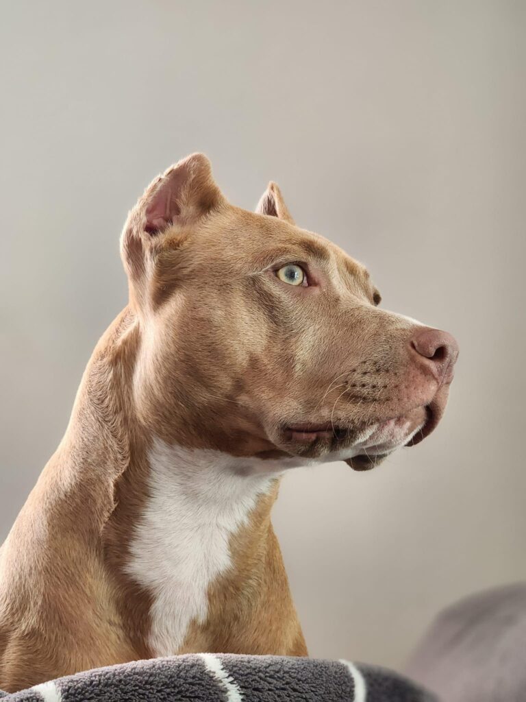 Fawn red nose american pit bull terrier in california