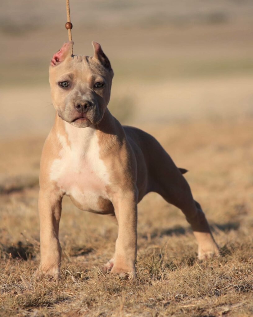 blue fawn american pit bull terrier
