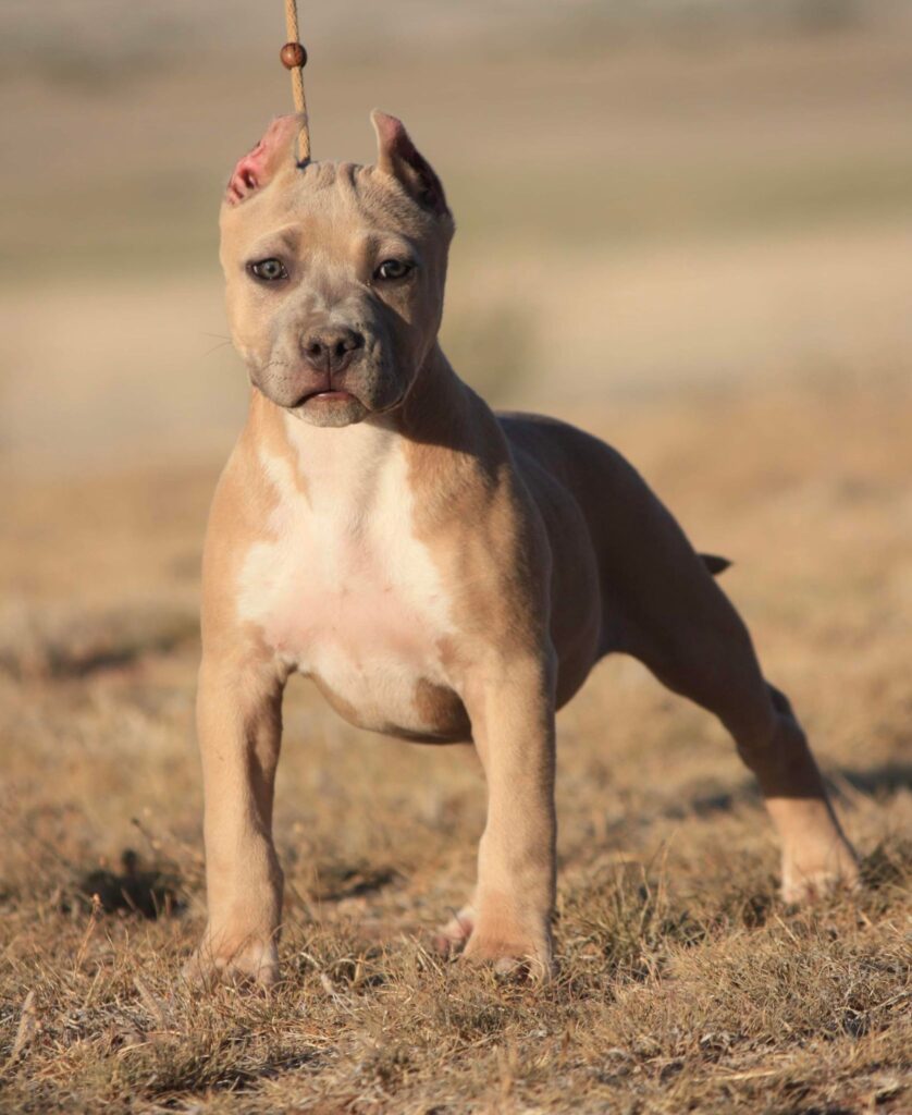 best blue nose american pit bull terriers in the usa