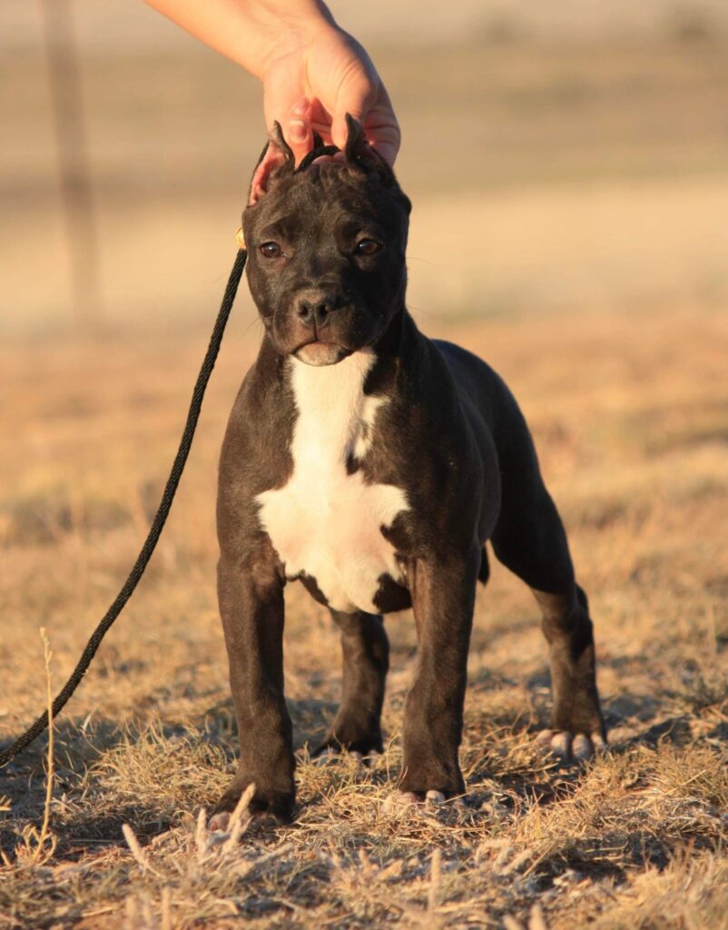 sable american pit bull terrier puppy