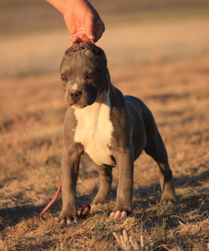 blue american pit bull terrier puppy