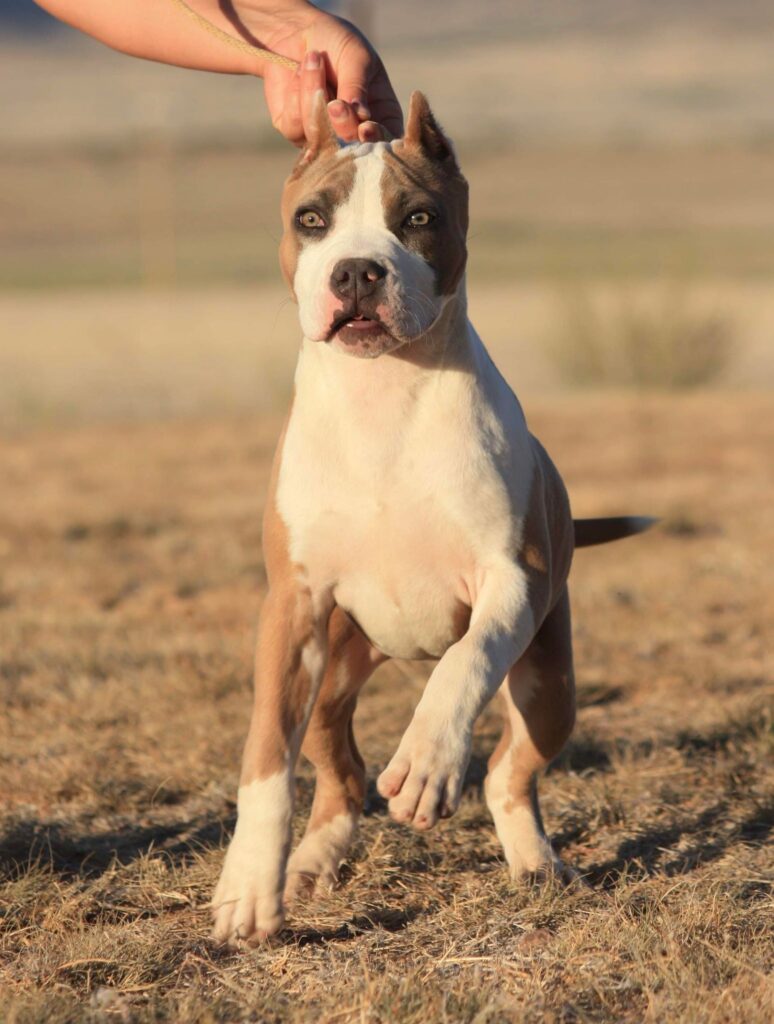 Best pit bulls in arizona