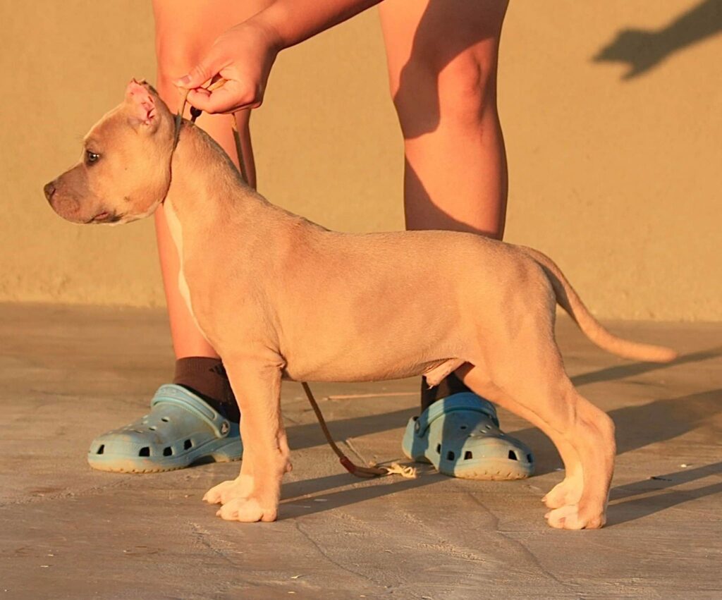 blue fawn american pit bull terrier puppy