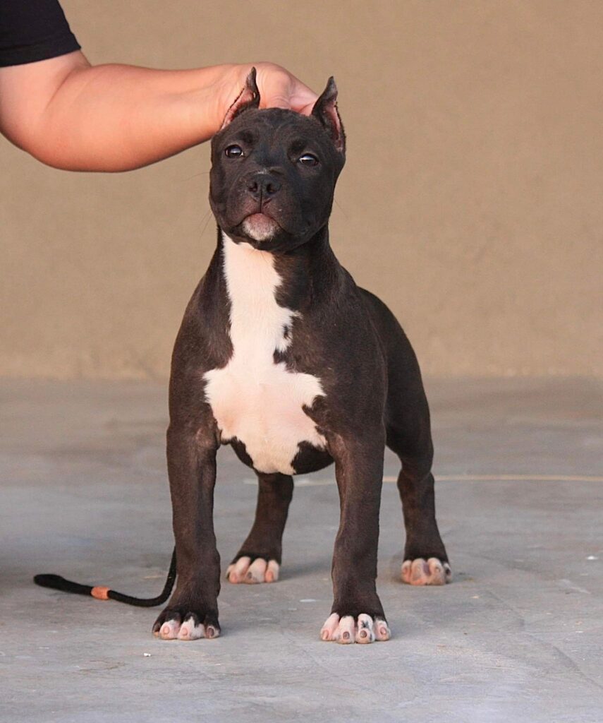 sable american pit bull terrier puppy