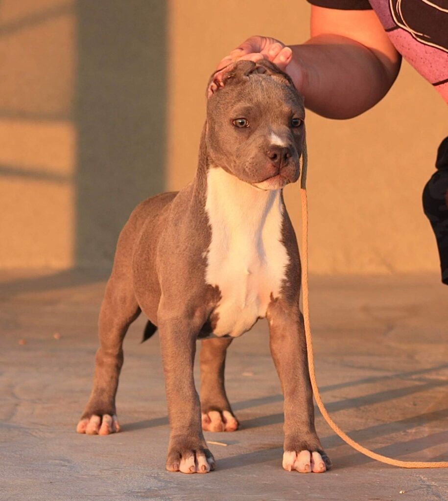 blue american pit bull terrier puppy