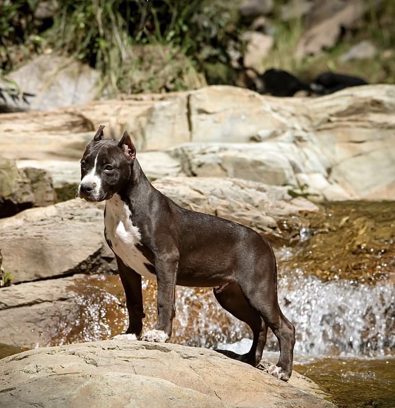 Best american pit bull terriers in New Mexico