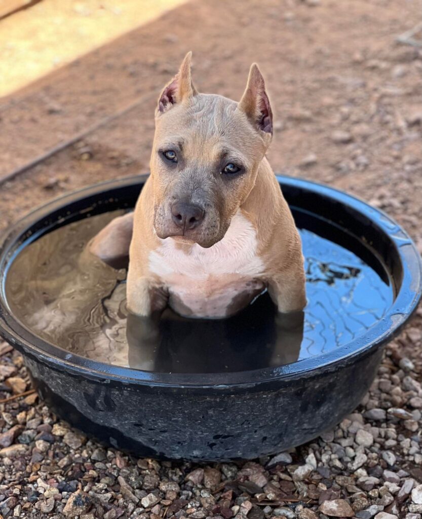 pit bulls love water