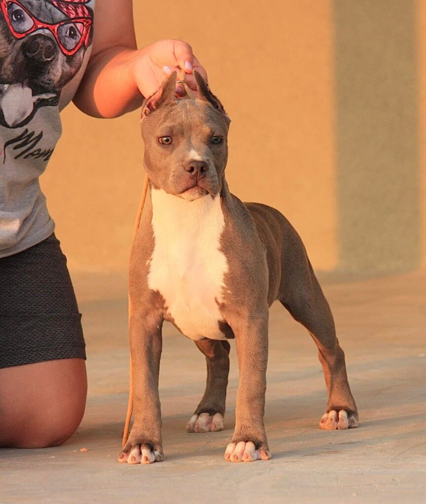 the best american pit bull terrier breeder in the USA
