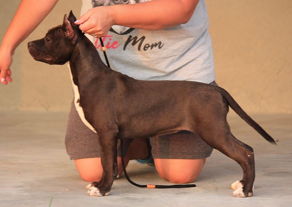 the best american pit bull terrier breeder in the USA