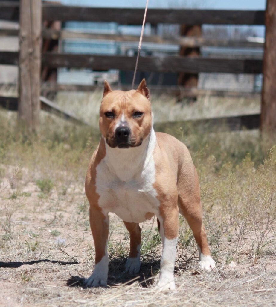red fawn american pit bull terrier