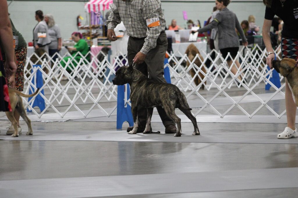 champion american pit bull terrier stud dog in Georgia