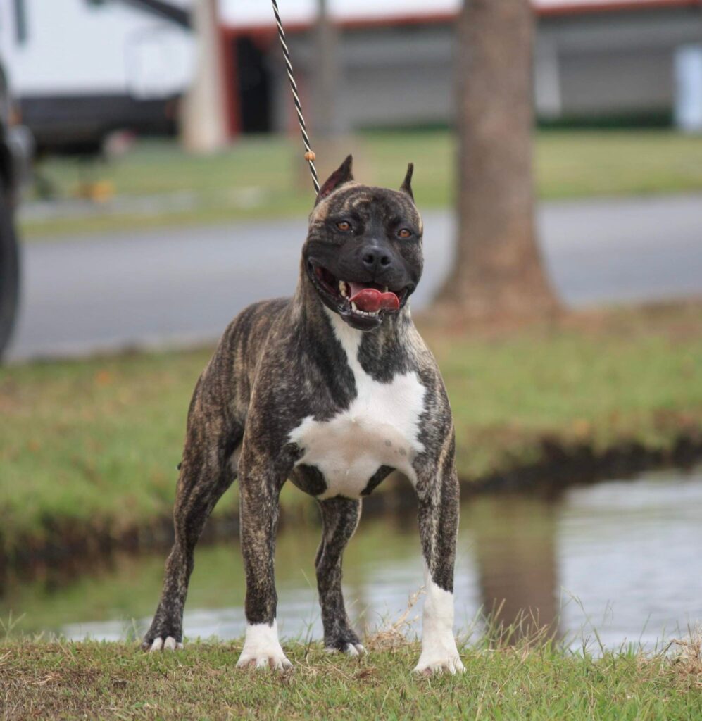 champion american pit bull terrier stud dog in Georgia