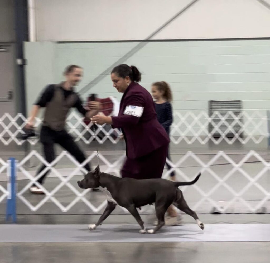 2x national grand champion american pit bull terrier in Georgia