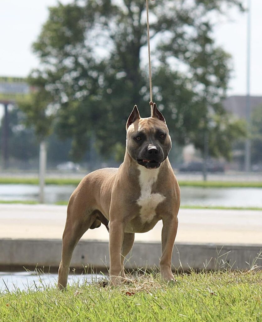 best american pit bull terriers in Georgia