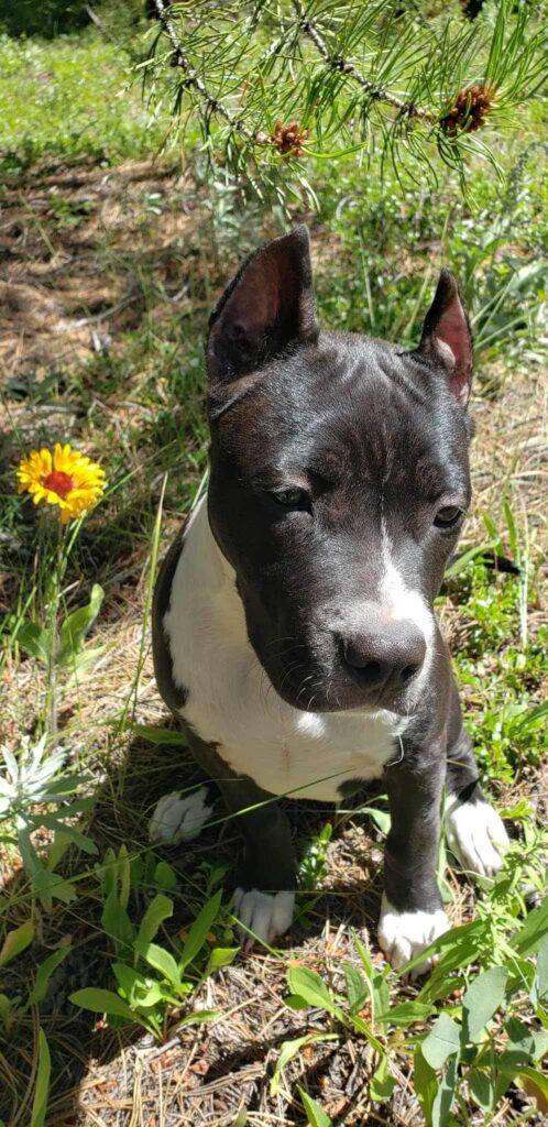 american pit bull terrier puppy in Colorado