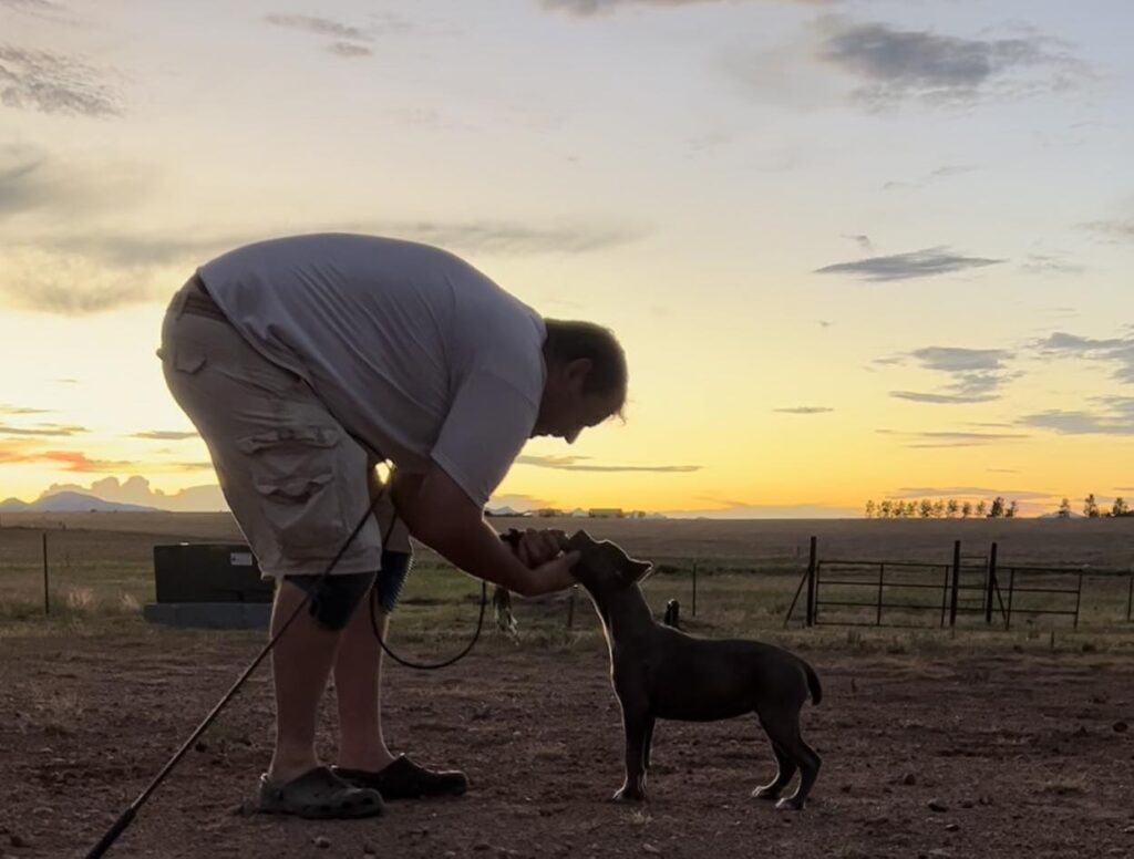 pit bull puppy in the arizona sunset
