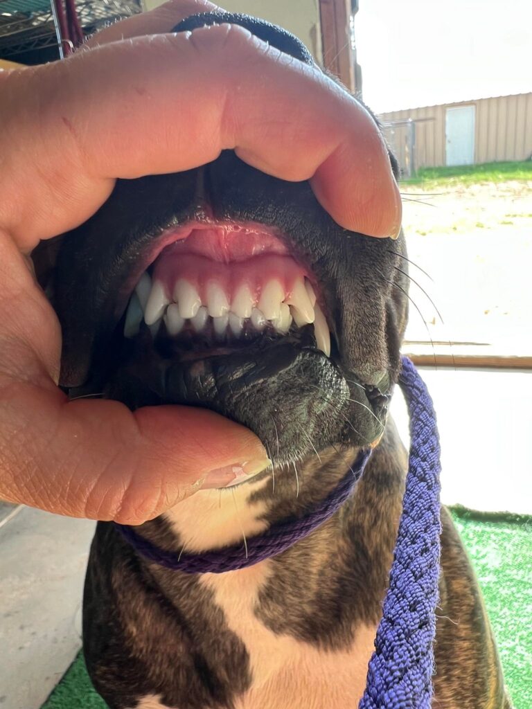 proper american pit bull terrier bite