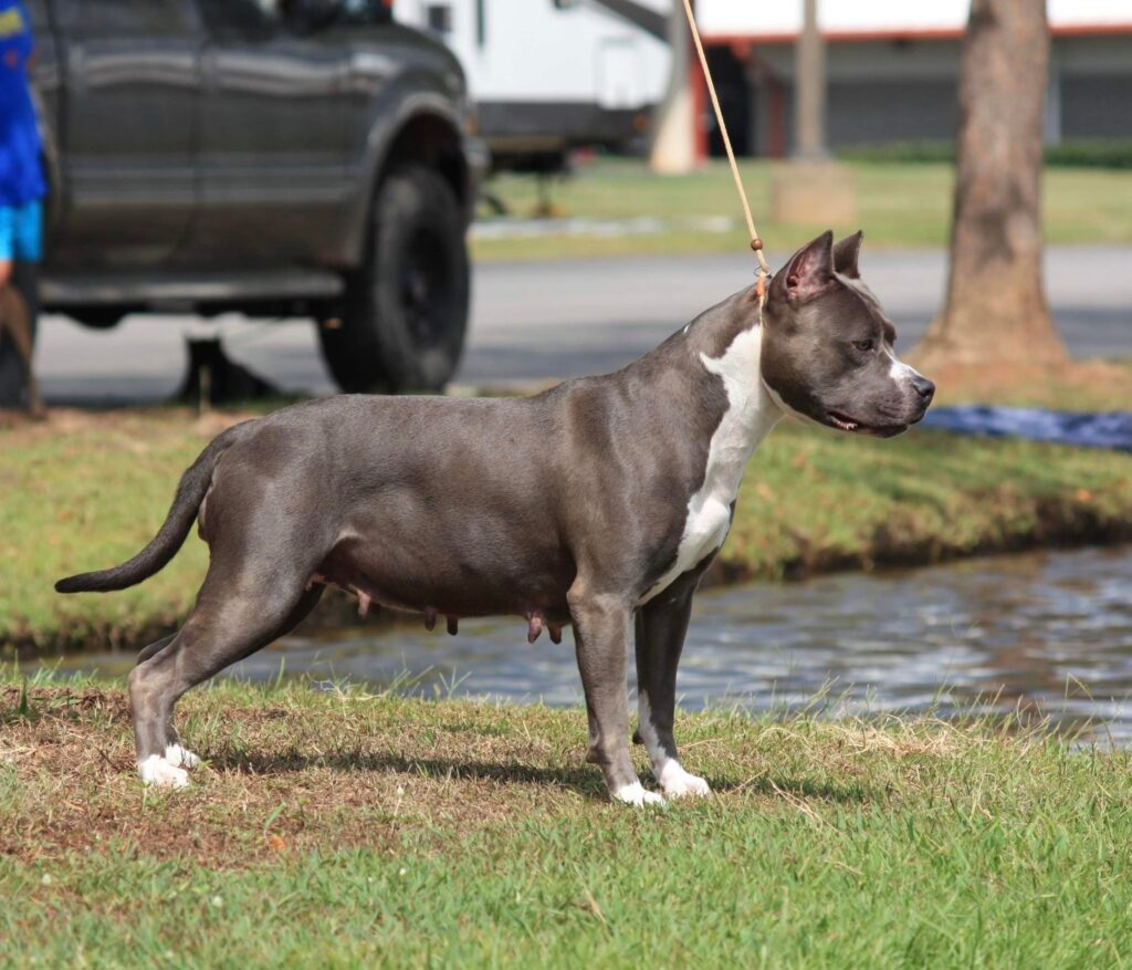 2x national grand champion american pit bull terrier