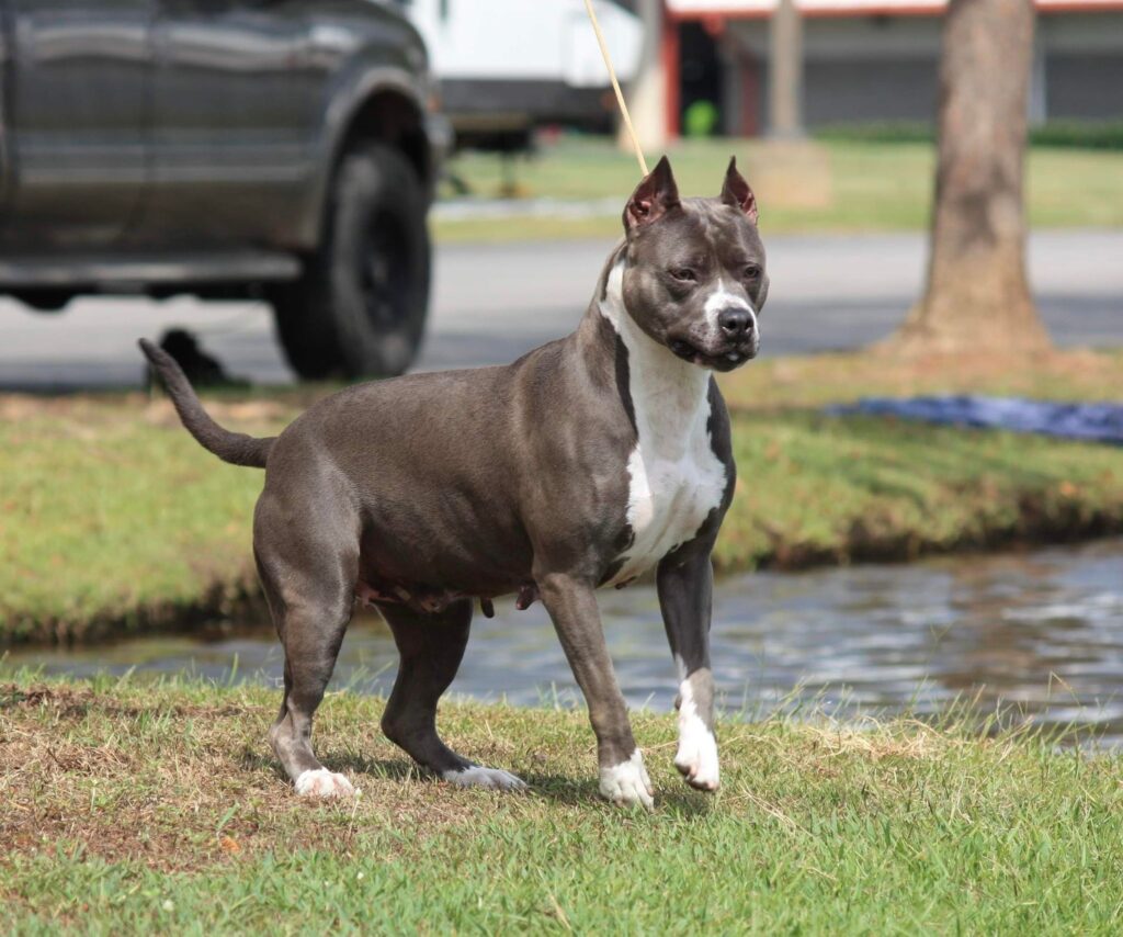 2x national grand champion american pit bull terrier