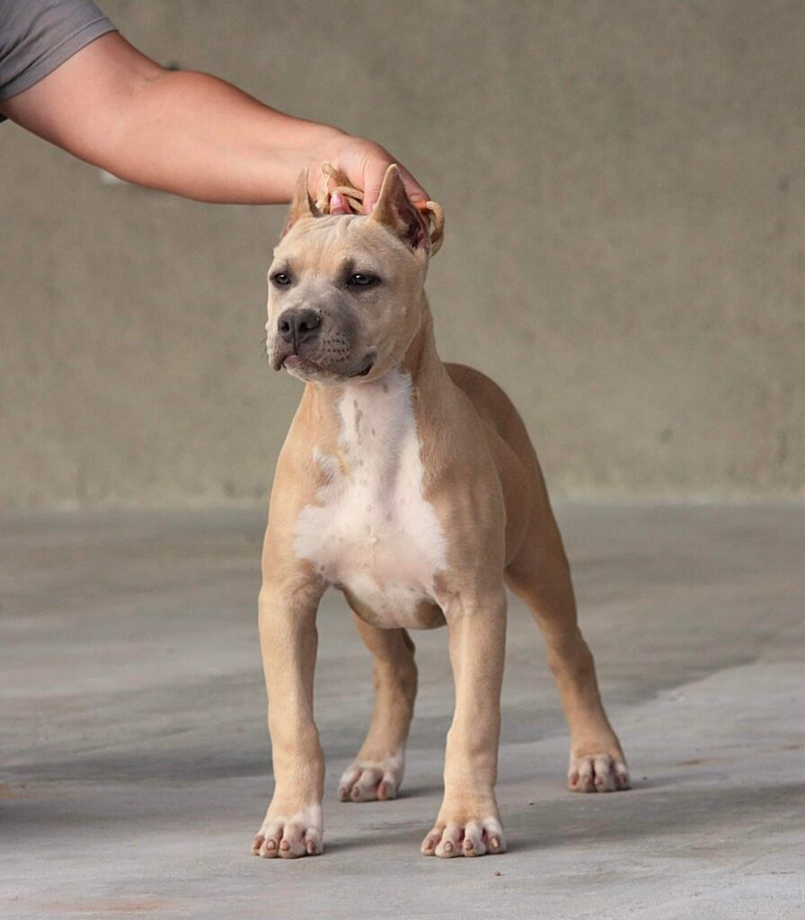 blue nose blue fawn pit bull puppy in arizona