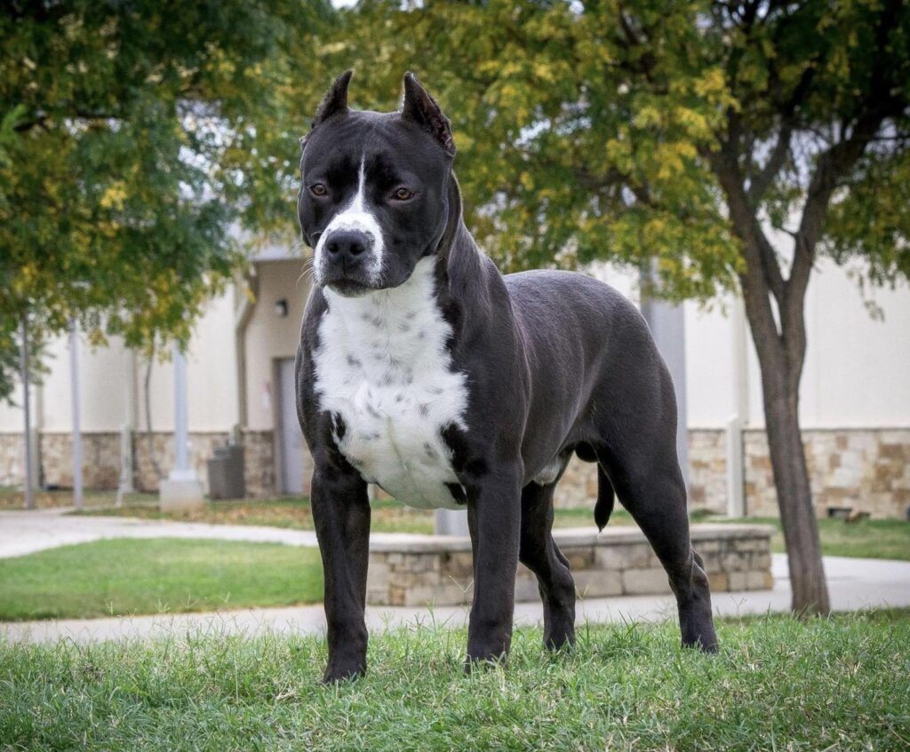 Black and white american pit bull terrier in new mexico