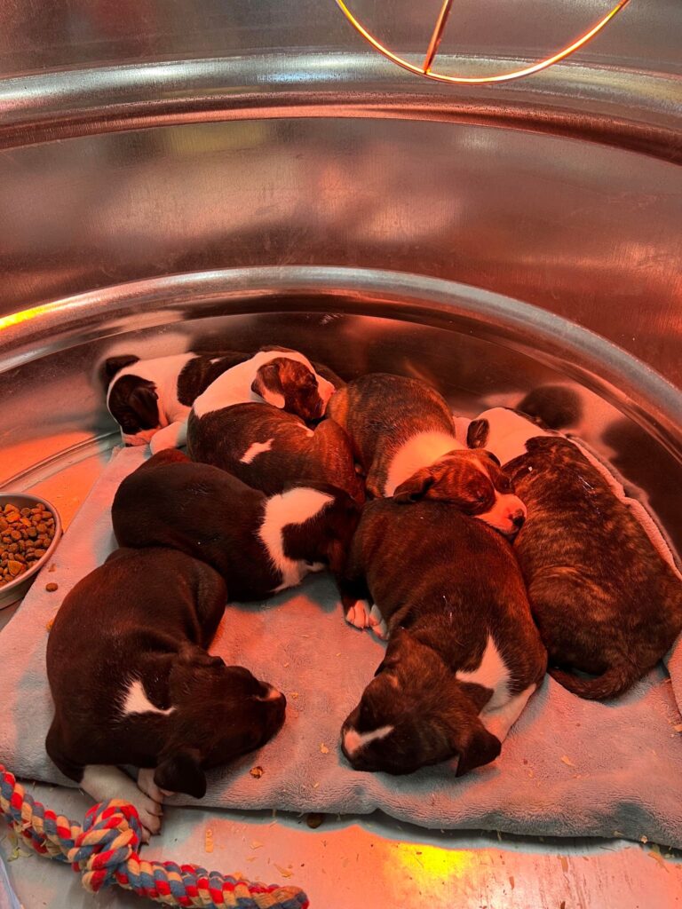 pitbull puppies in washington