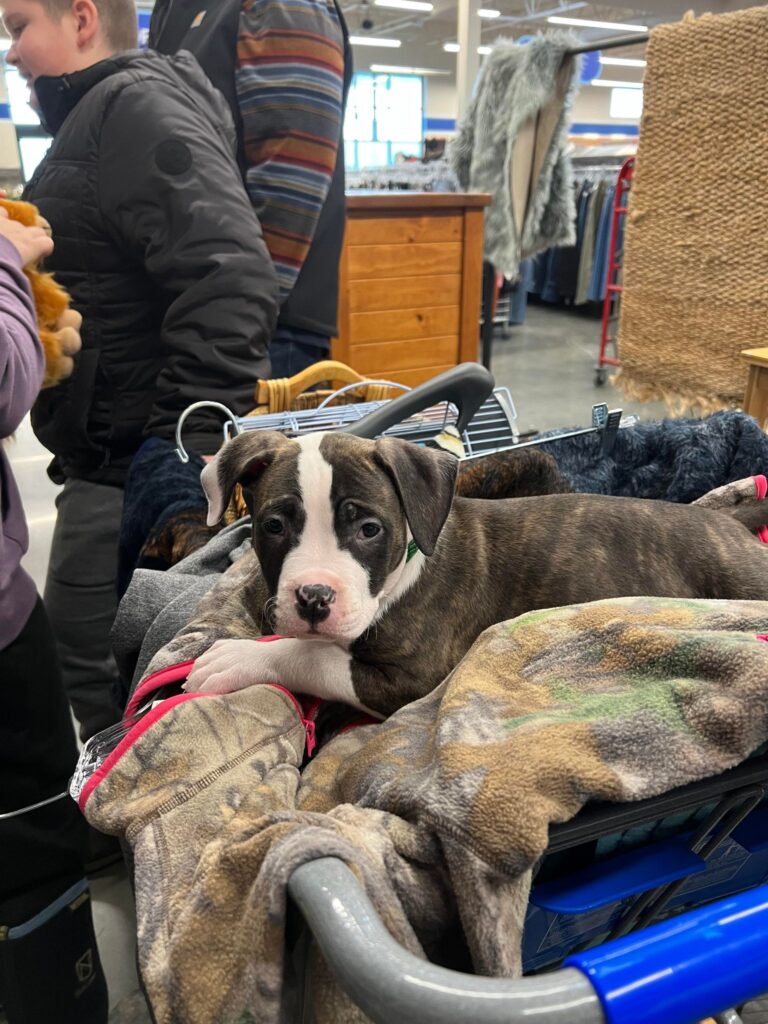 pit bull puppy going thrift store shopping