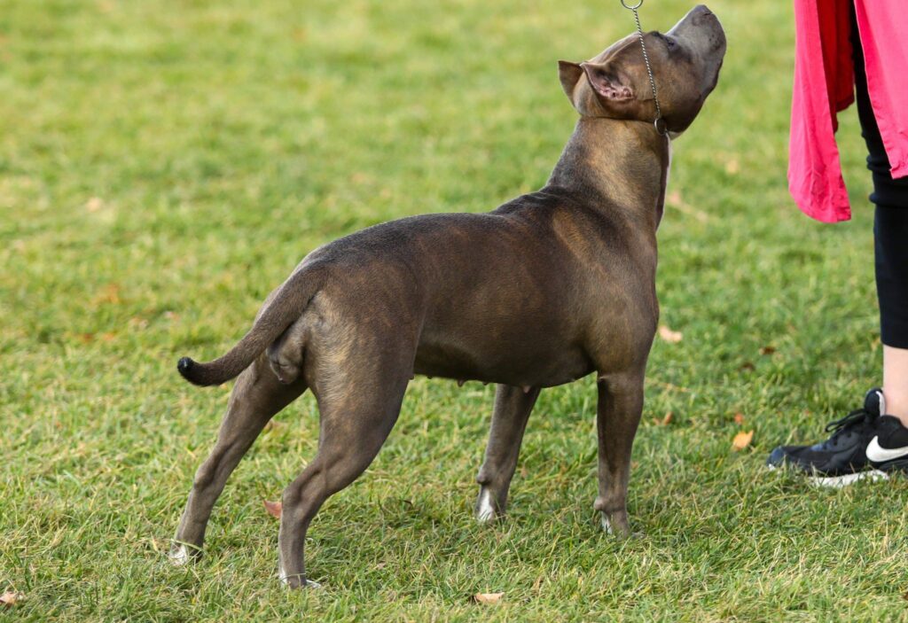 blue brindle american pit bull terrier