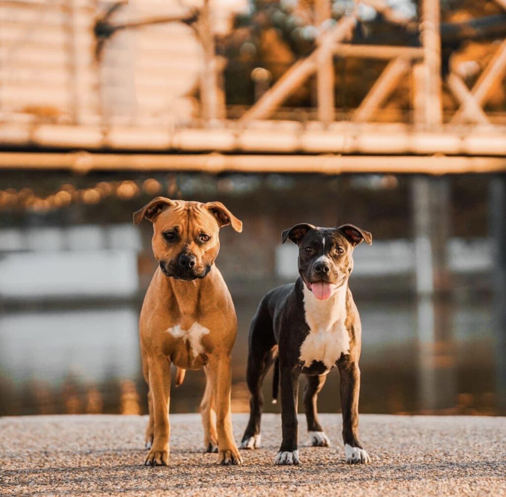 best american pit bull terrier in Texas
