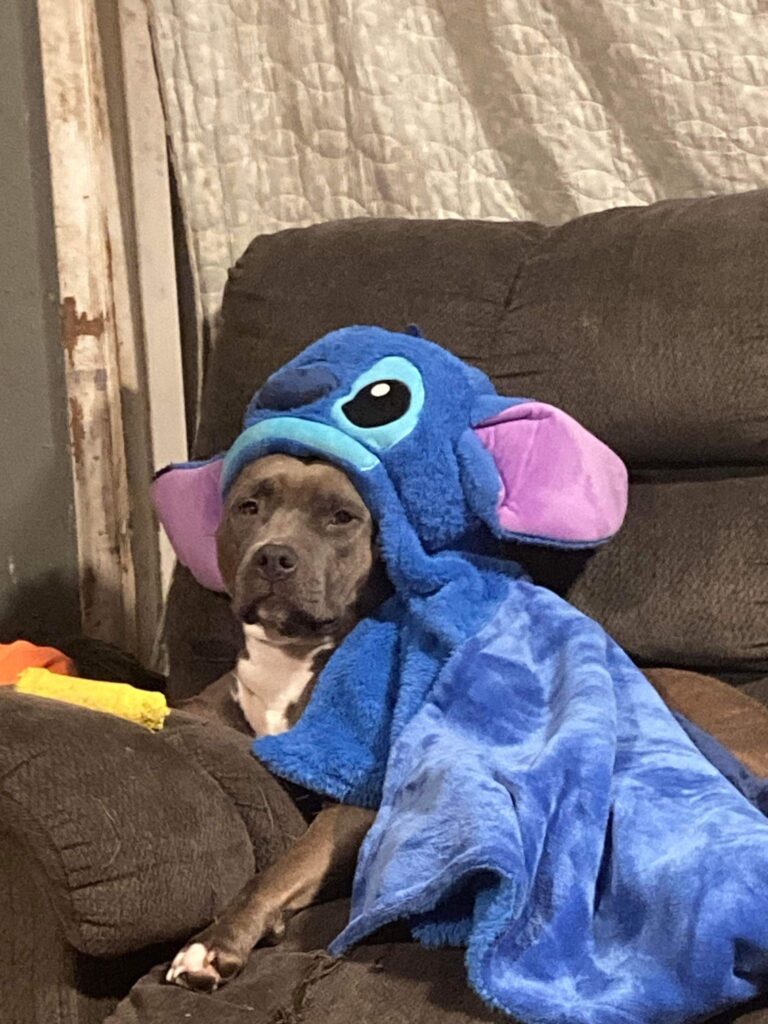 pitbull dressed as stitch