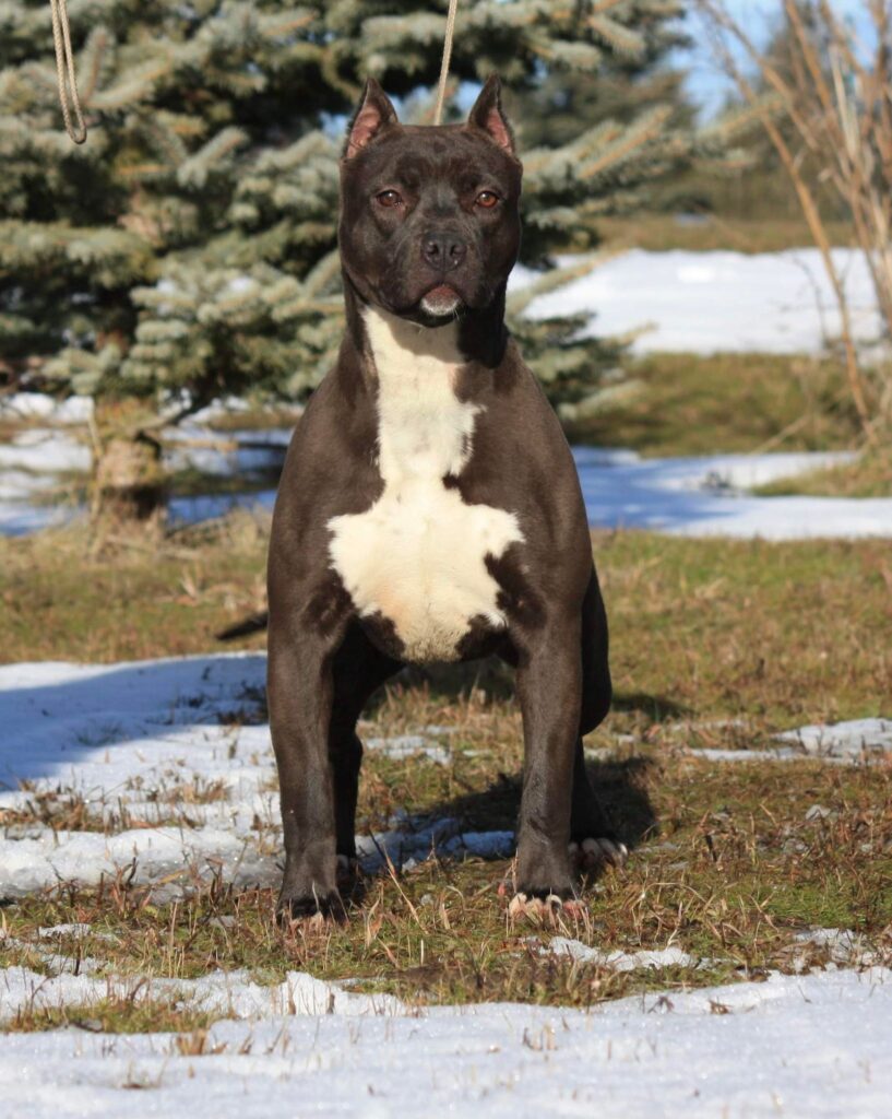 black pitbull in washington