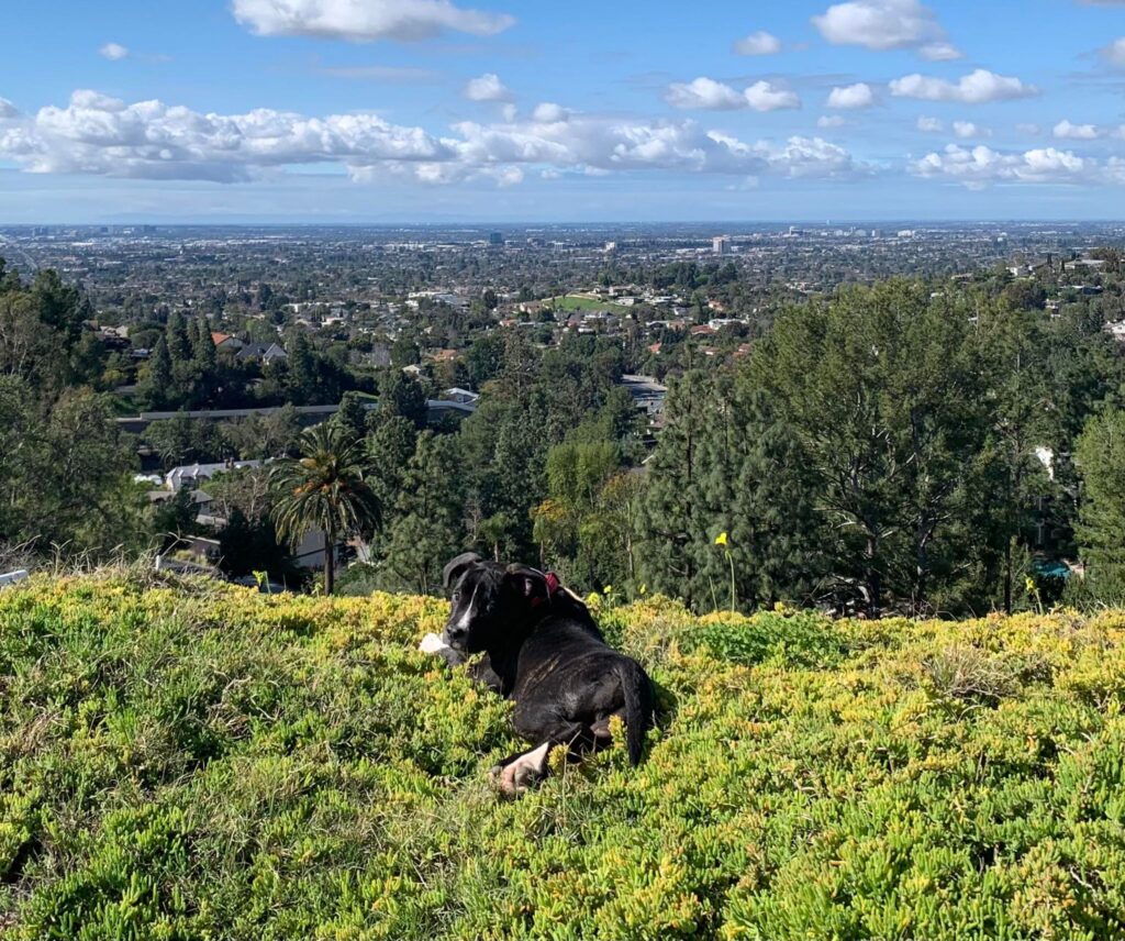 black brindle pit bull puppy in california