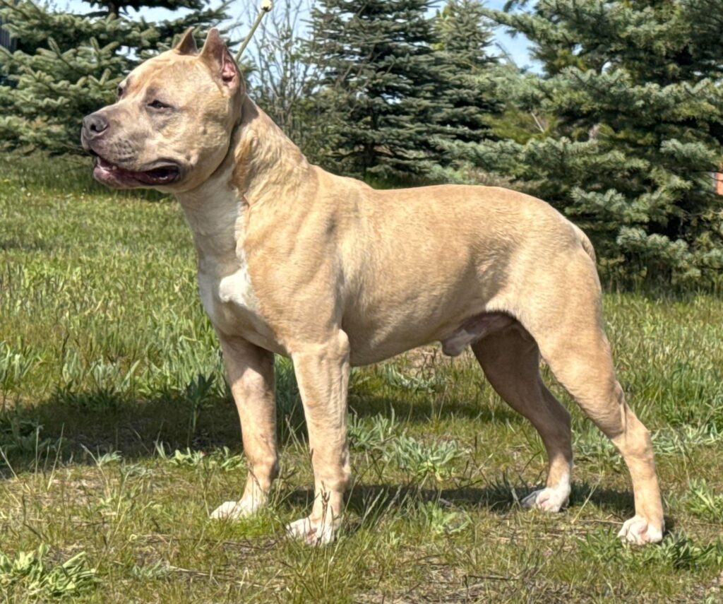 best american pit bull terrier breeder in america