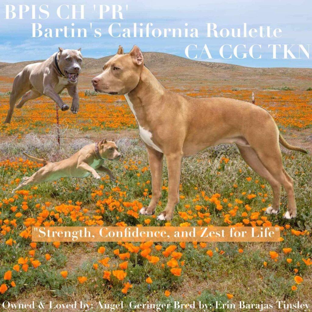 best american pit bull terrier breeder in america