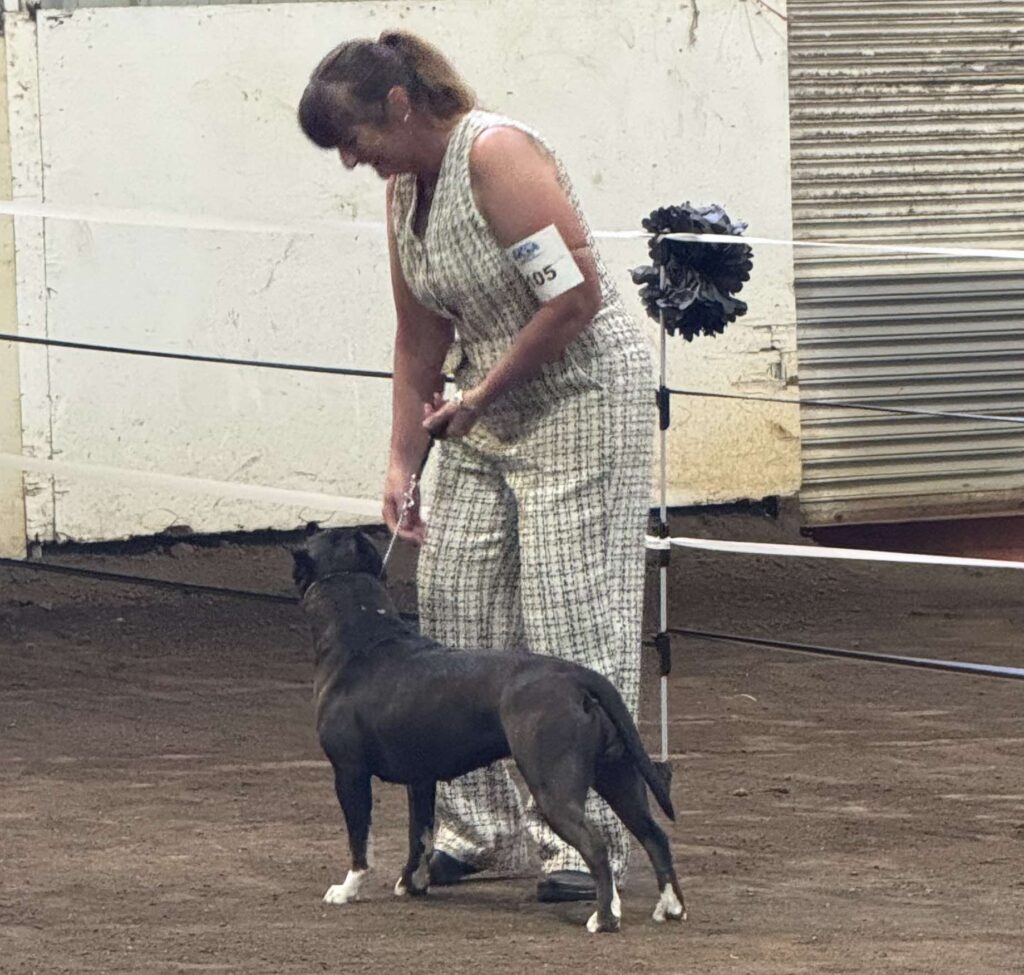 pit bull breeder in nevada