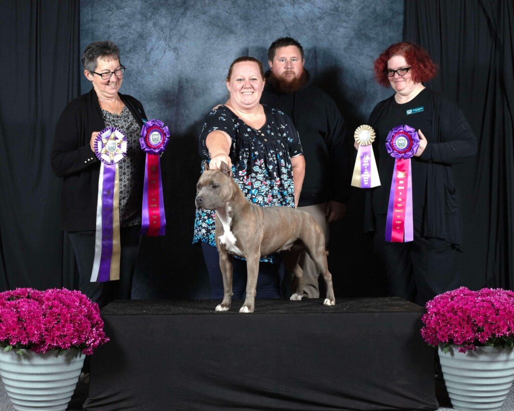 blue nose brindle american pit bull terrier