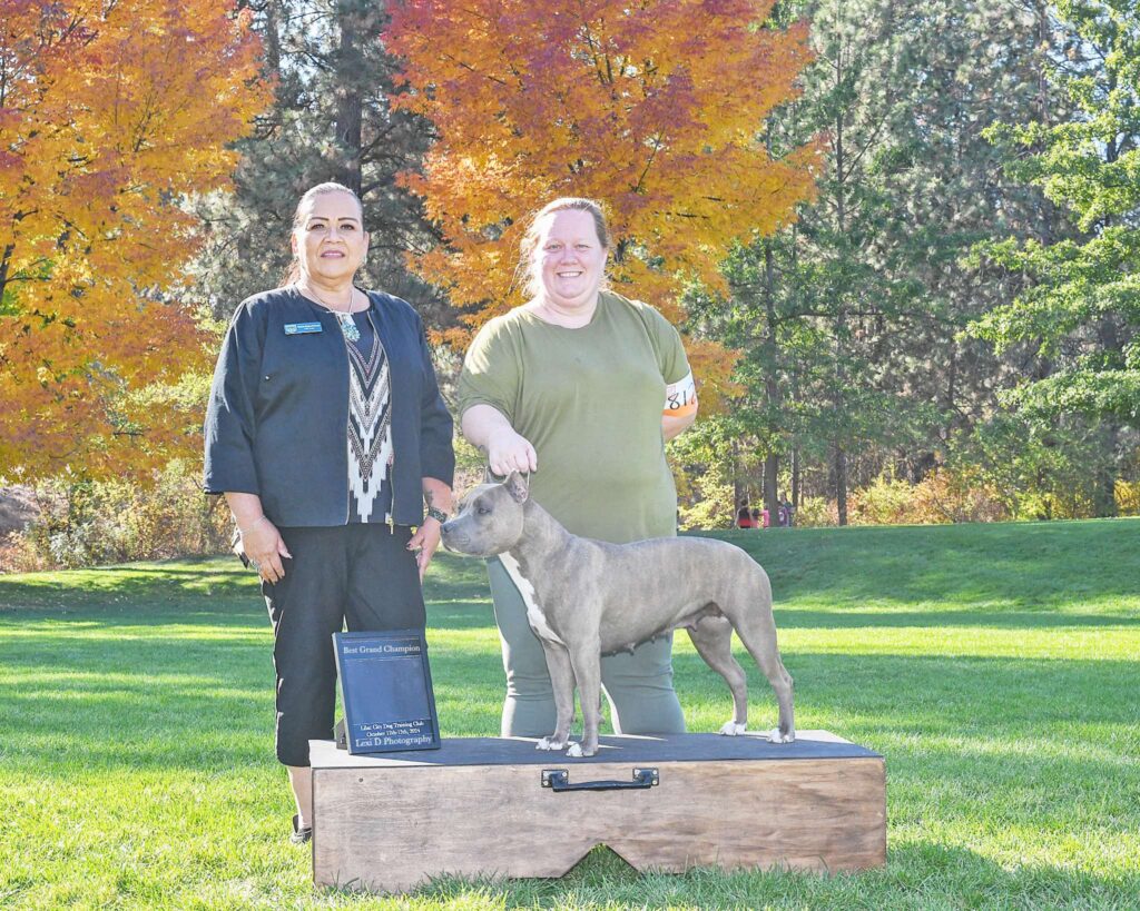 blue nose brindle american pit bull terrier