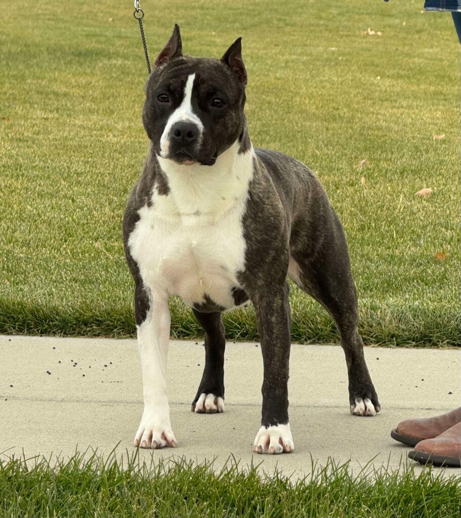 brindle american staffordshire terrier in Salt lake city utah