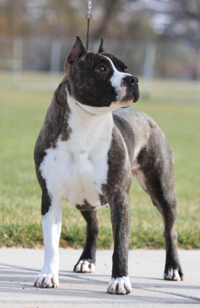 brindle american staffordshire terrier in Salt lake city utah