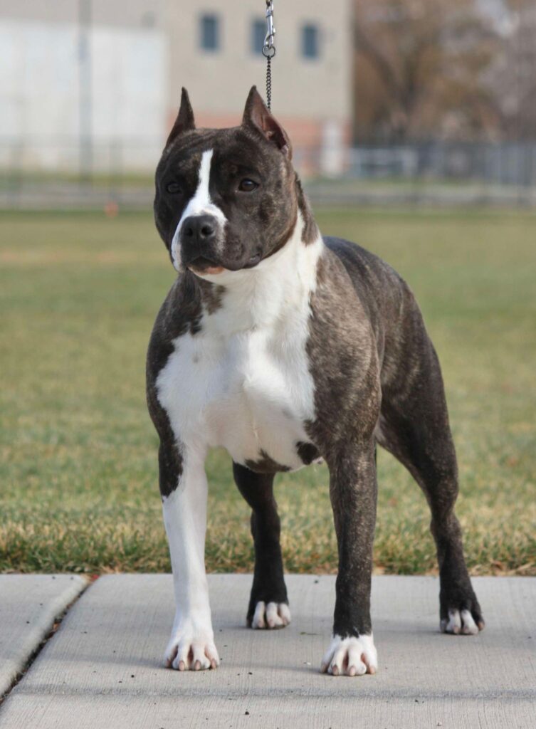 brindle american staffordshire terrier in Salt lake city utah