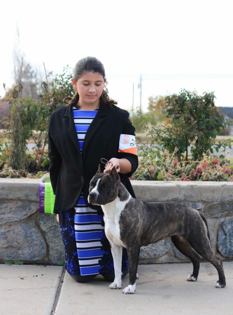 brindle american staffordshire terrier in Salt lake city utah