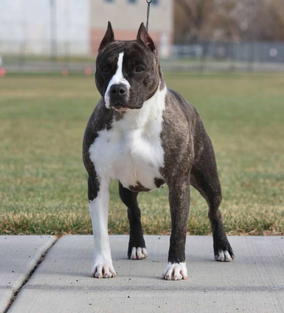 brindle american staffordshire terrier in Salt lake city utah