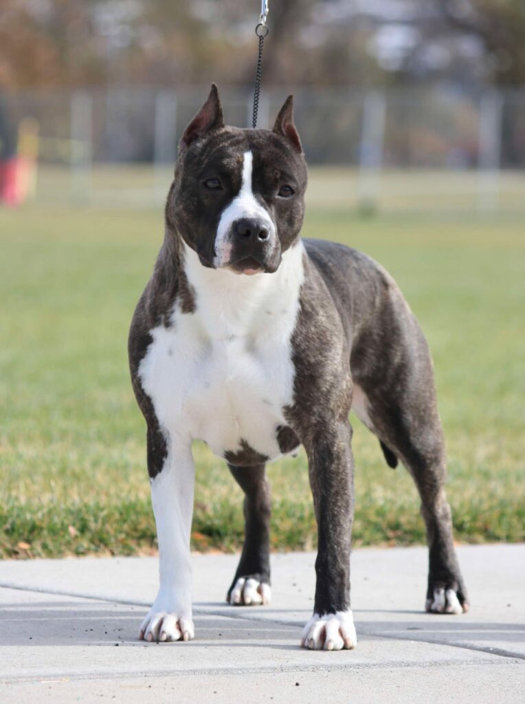 brindle american staffordshire terrier in Salt lake city utah