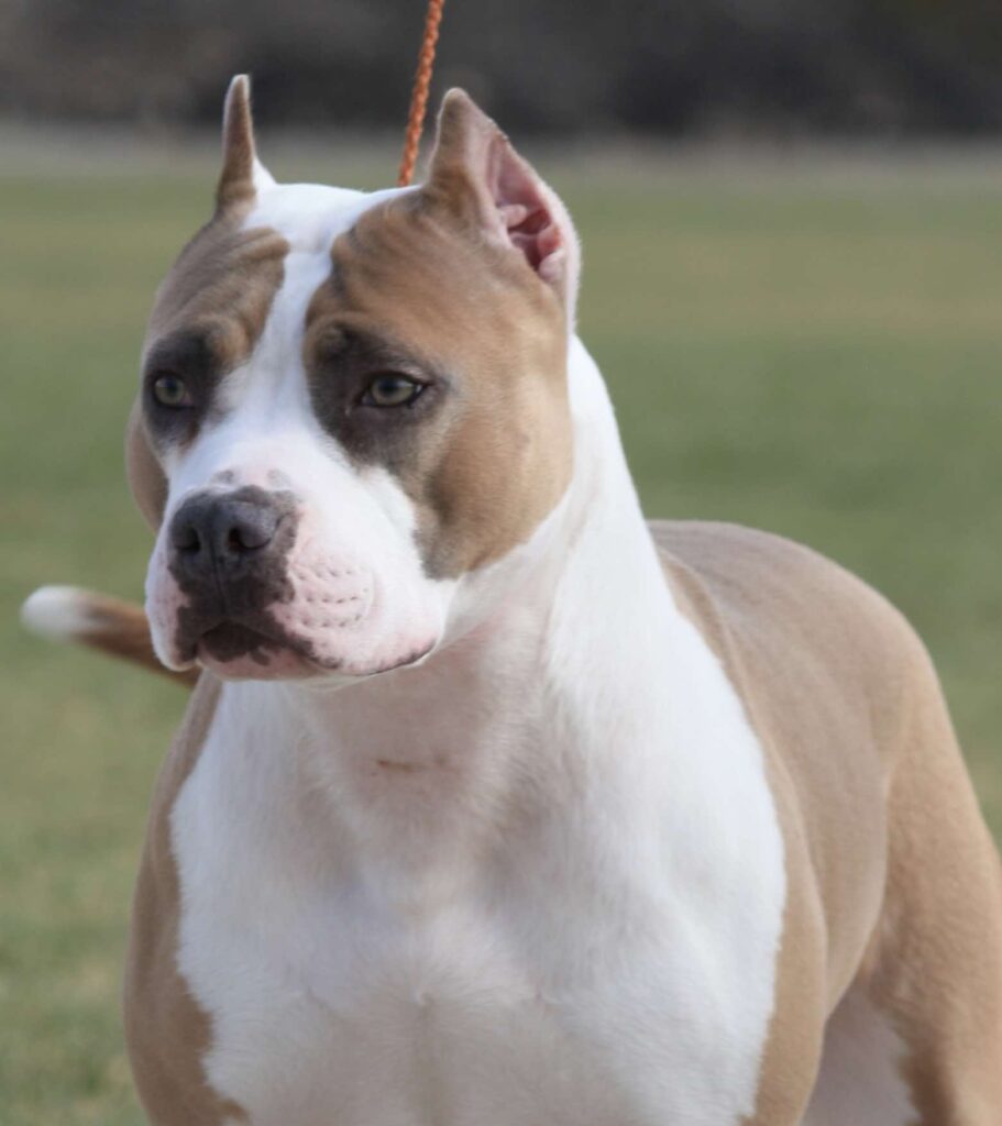 blue fawn american pit bull terrier in salt lake city utah