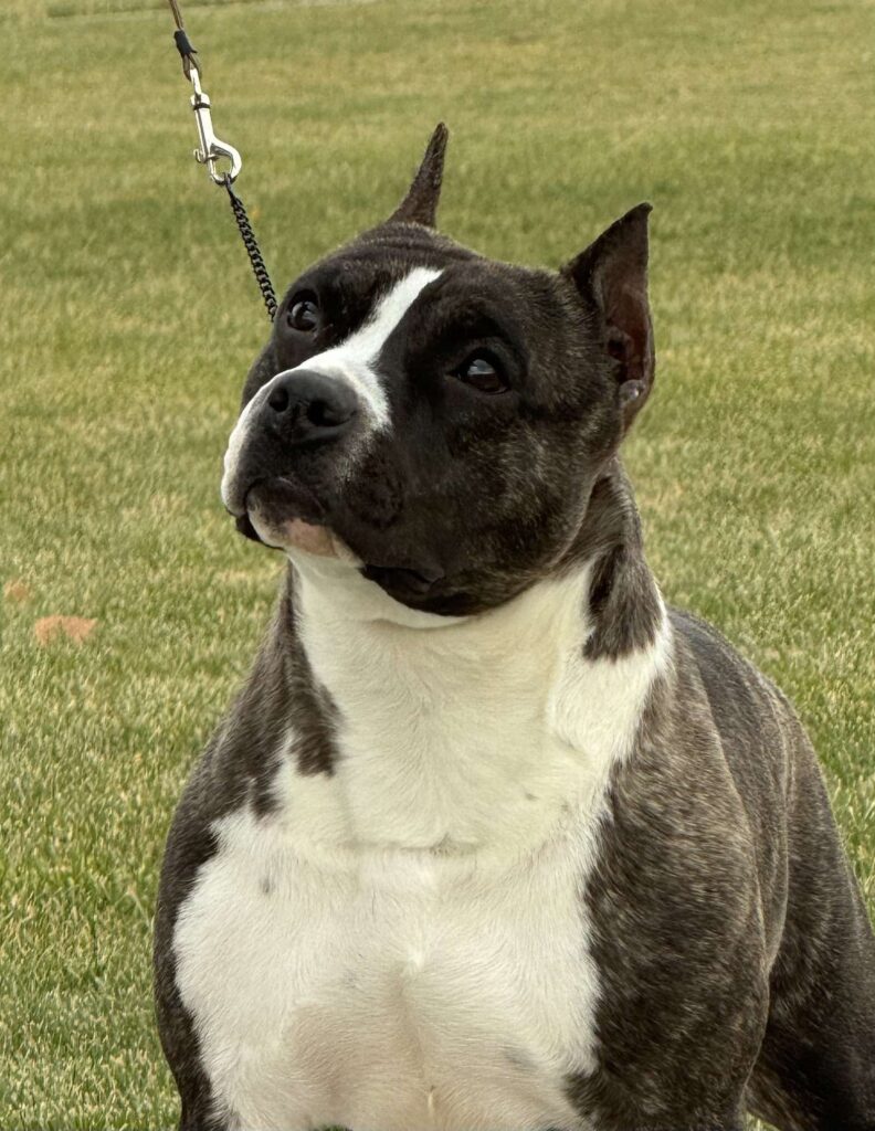 brindle american staffordshire terrier in Salt lake city utah