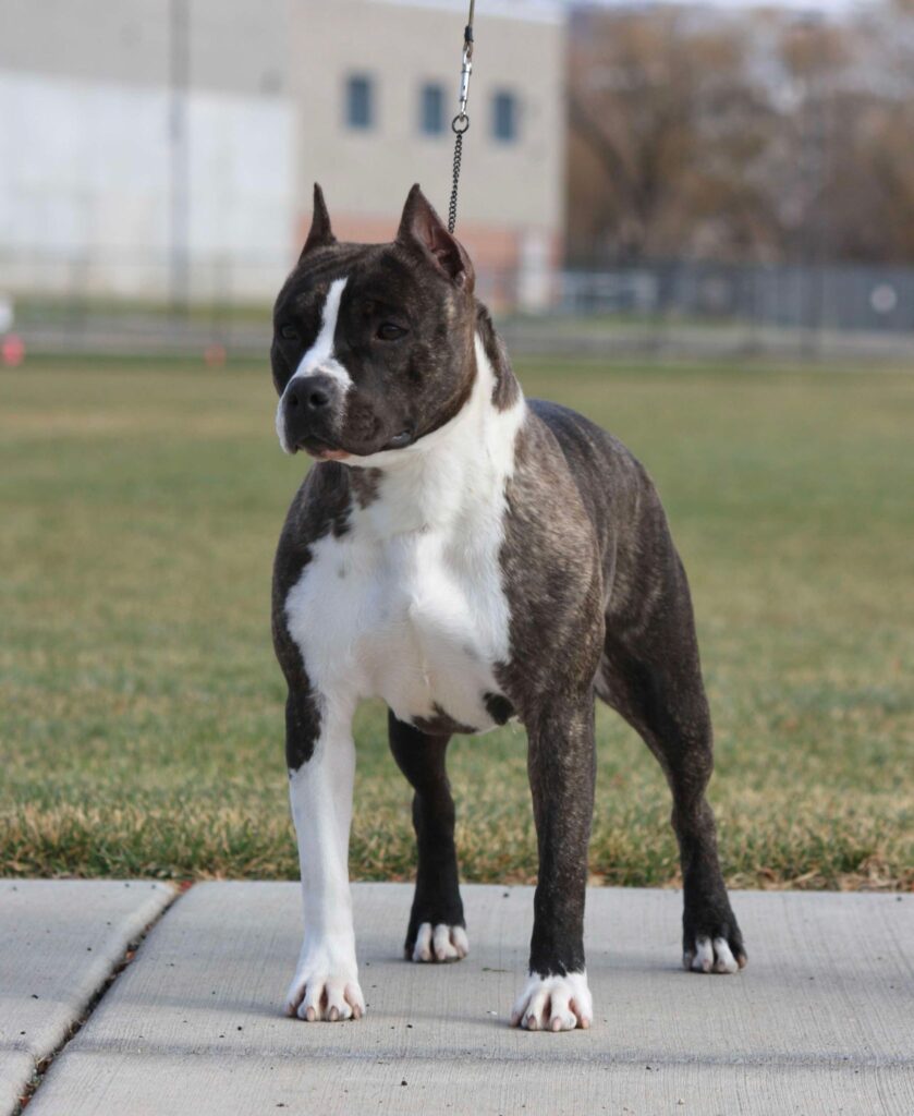 brindle american staffordshire terrier in Salt lake city utah