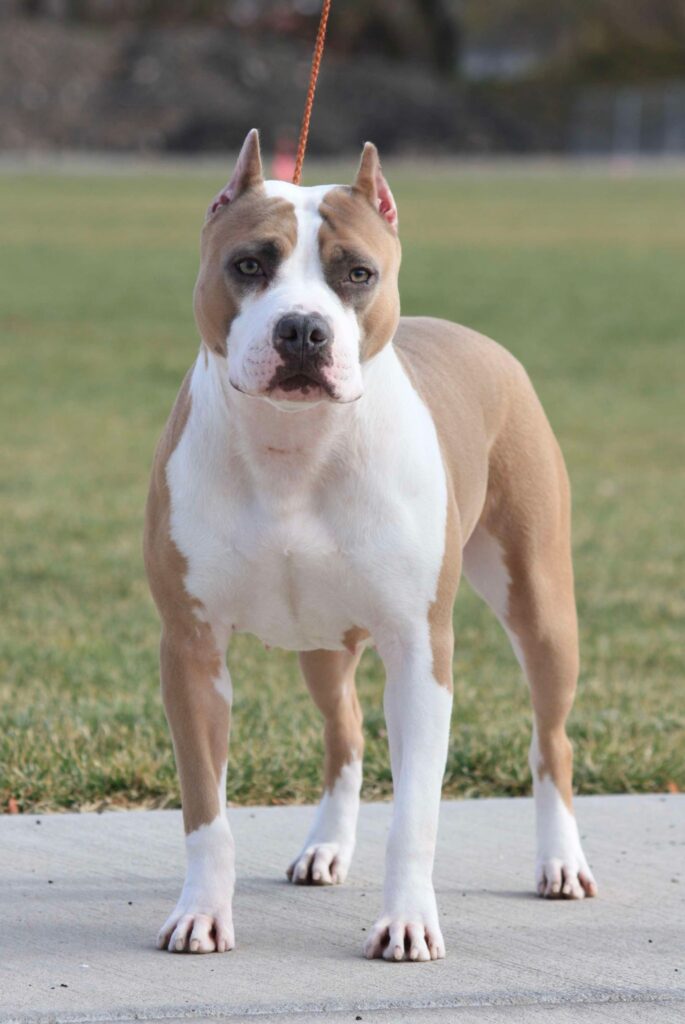 blue fawn american pit bull terrier in salt lake city utah