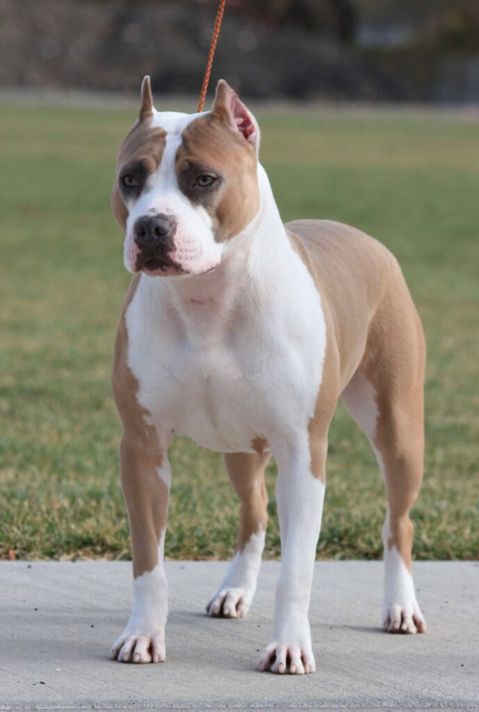 blue fawn american pit bull terrier in salt lake city utah