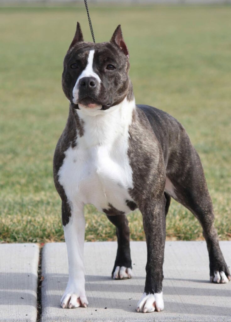 brindle american staffordshire terrier in Salt lake city utah