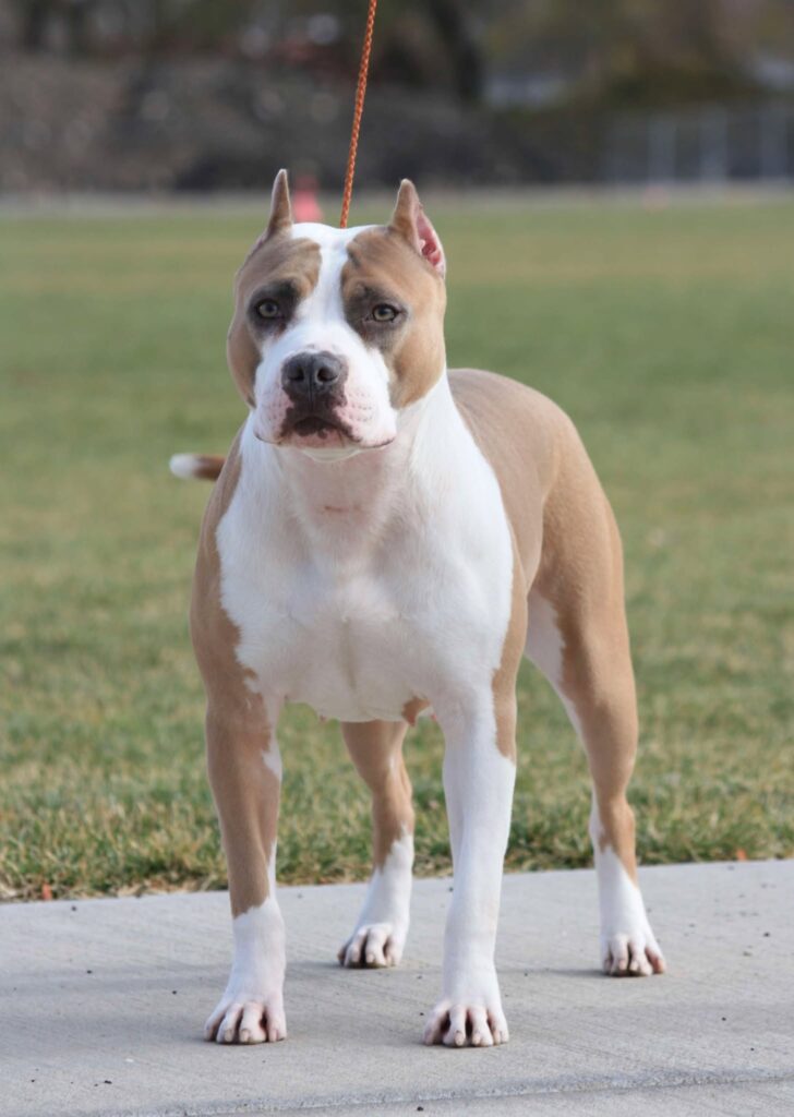 blue fawn american pit bull terrier in salt lake city utah